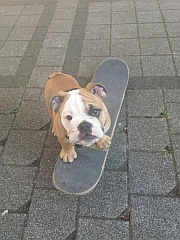 Schulhund Gunnar